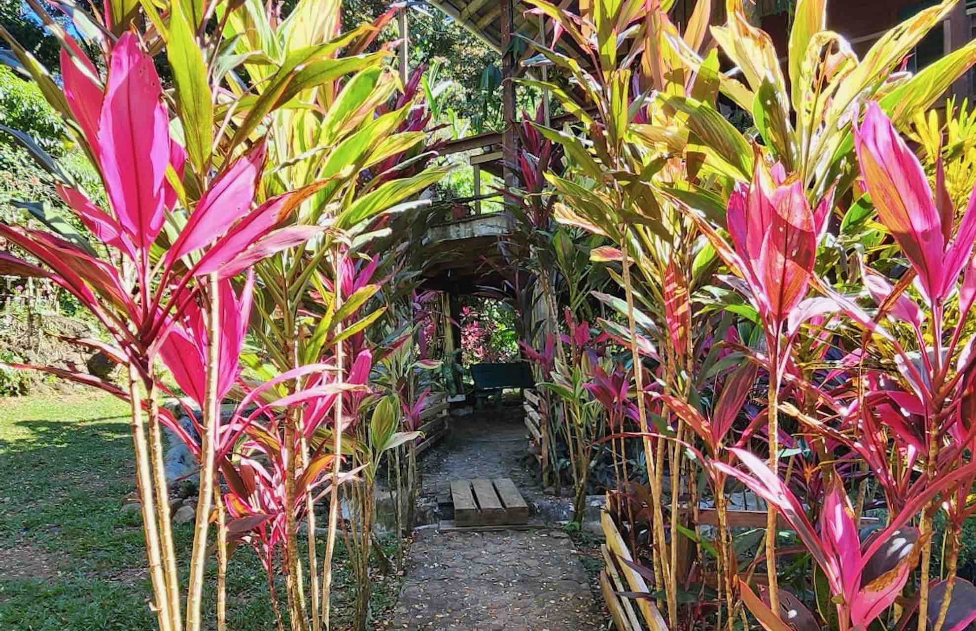 bocas del toro tour chocolate farm cacao garden path