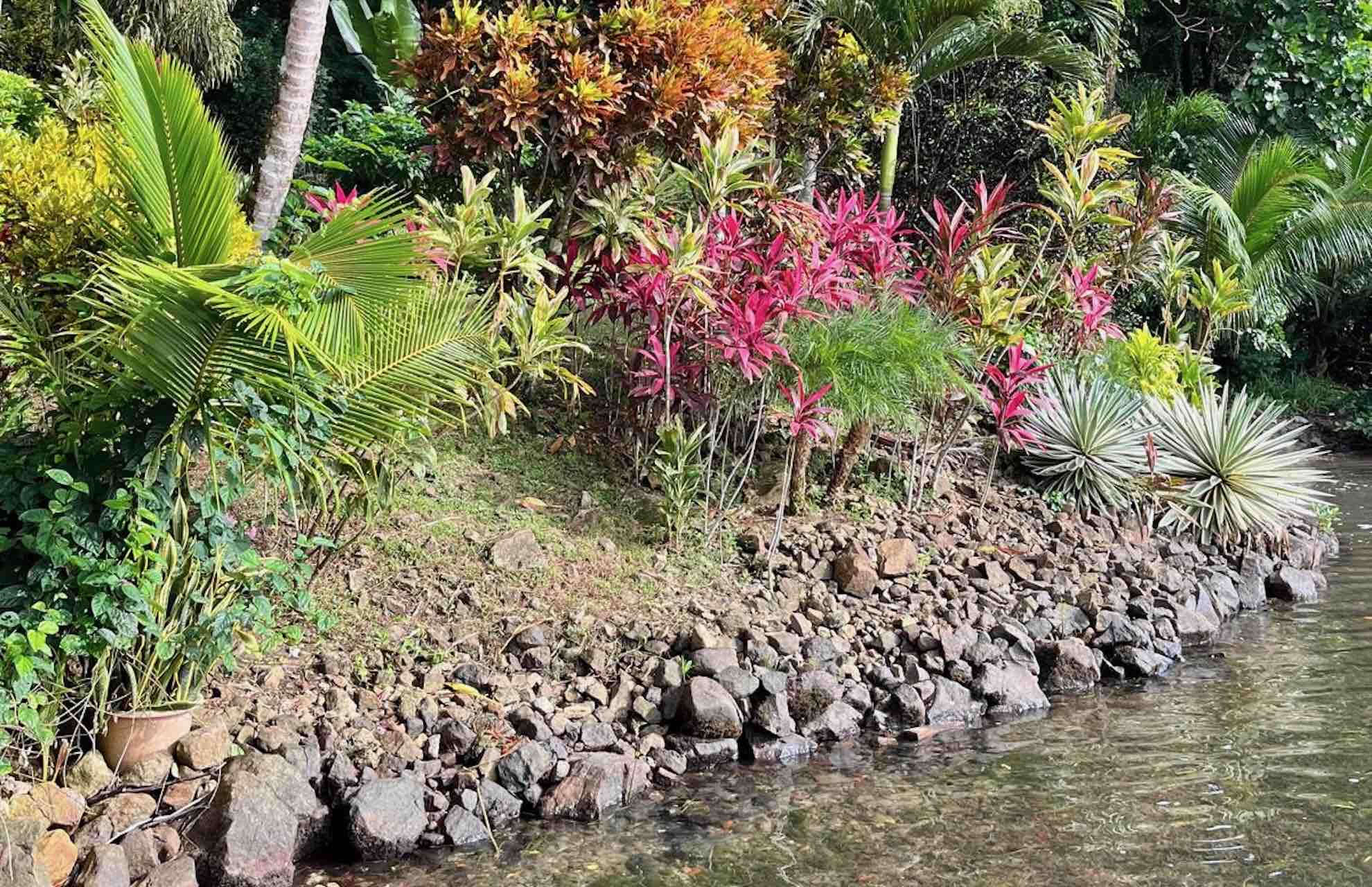 bocas del toro tour chocolate farm cacao garden river