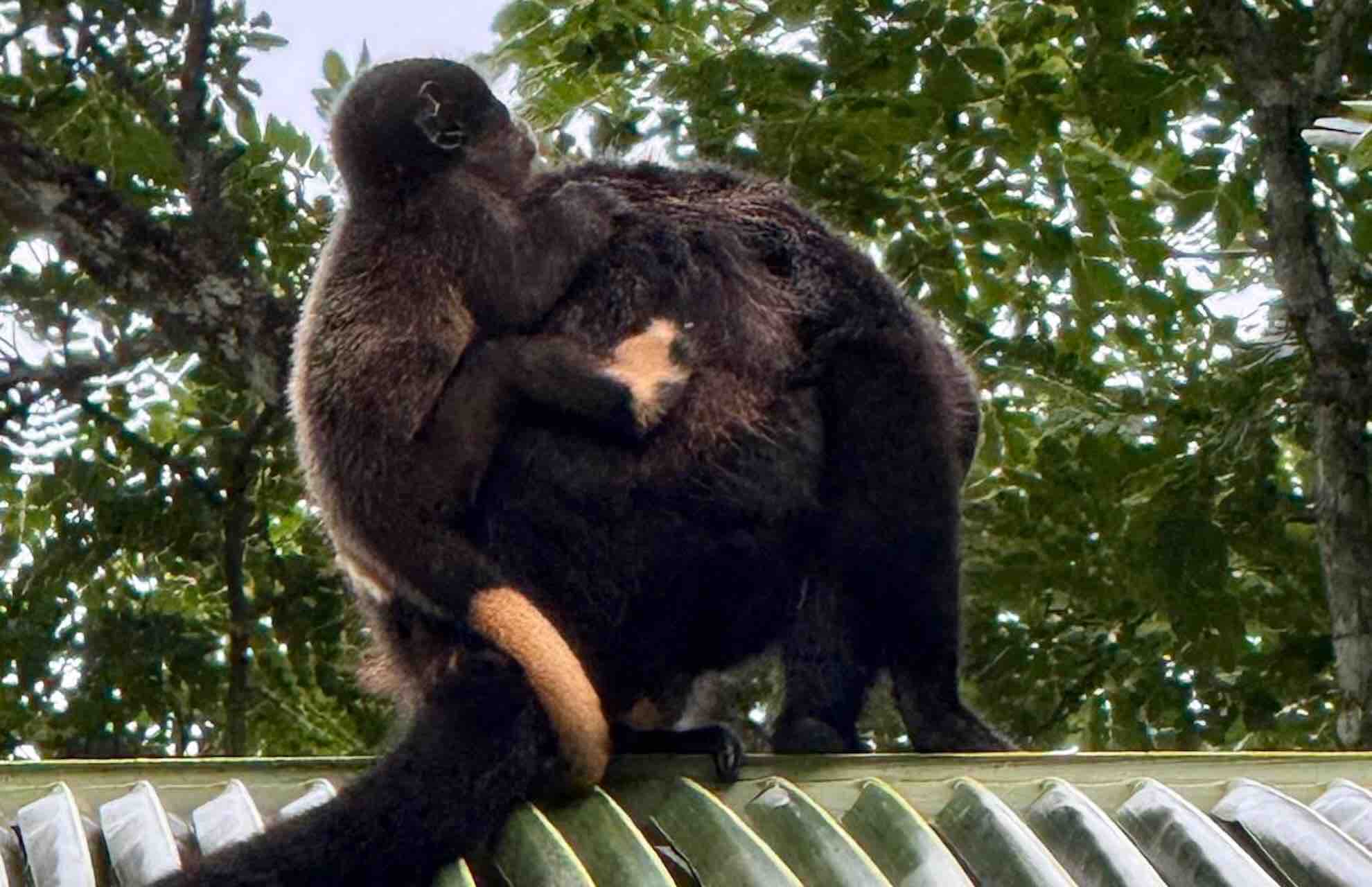 bocas del toro tour chocolate farm cacao monkey