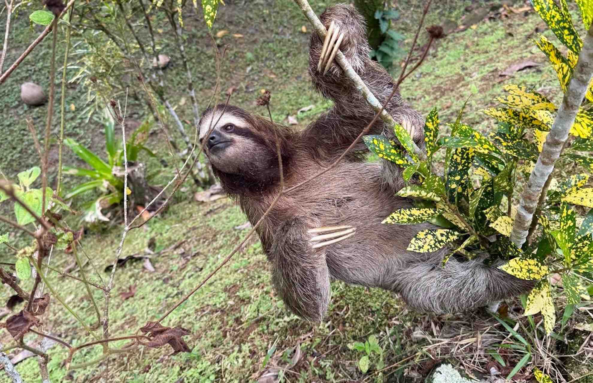 bocas del toro tour chocolate farm cacao sloth