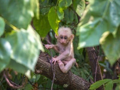 Monkey Island Panama Tour Baby Monkey monkey island panama tour baby monkey